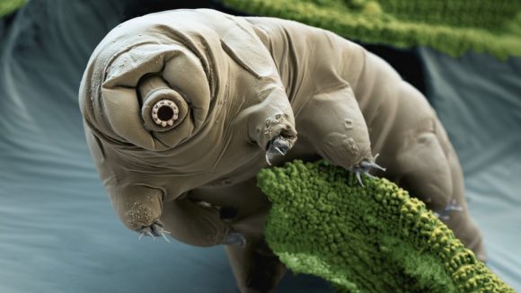¡Sabes que son los tardigrados?
