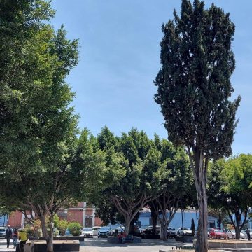 Ayuntamiento de Puebla inspecciona más de 339 árboles al mes en pro de la conservación de la biodiversidad del Municipio