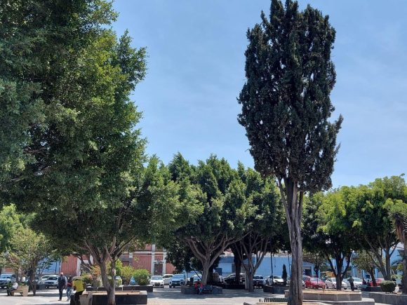 Ayuntamiento de Puebla inspecciona más de 339 árboles al mes en pro de la conservación de la biodiversidad del Municipio