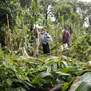 “Grace” deja más de 18 mil hectáreas de cultivo afectadas: SDR