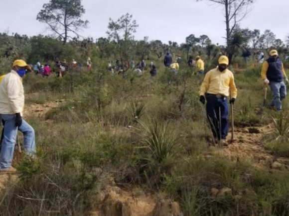 Realizará Gobierno del Estado macro reforestación en 13 municipios