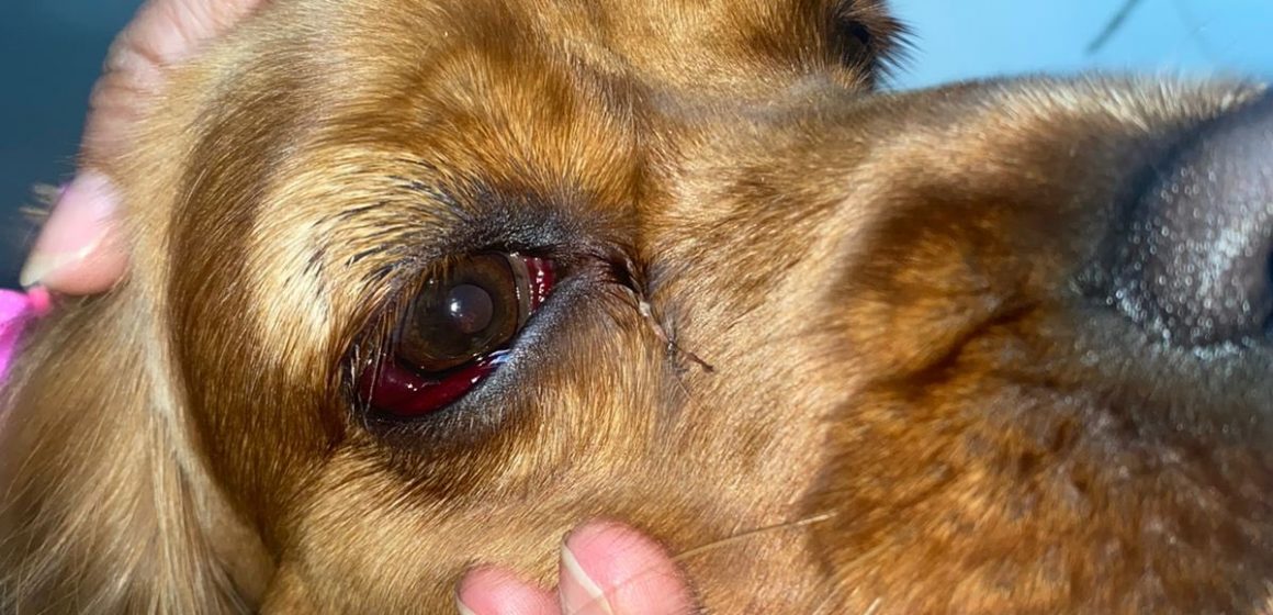 (FOTOS) Denuncian en redes maltrato animal en veterinaria poblana