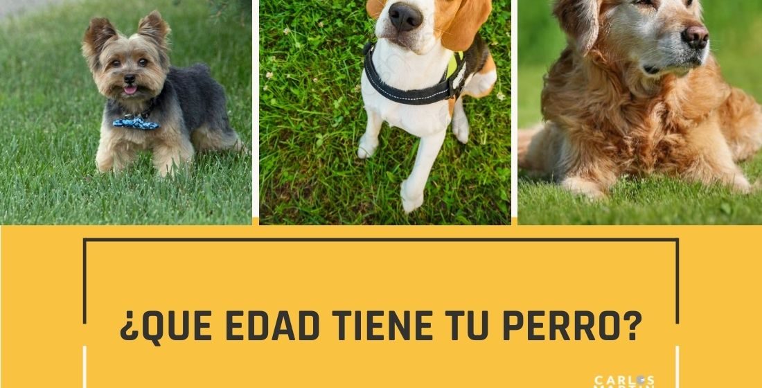 ¿Que edad tiene tu mascota en “años perro”?