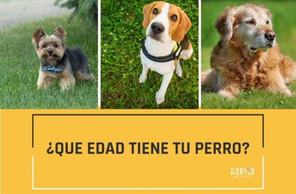 ¿Que edad tiene tu mascota en “años perro”?