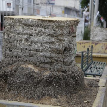Ayuntamiento de Puebla sigue talando árboles en el centro
