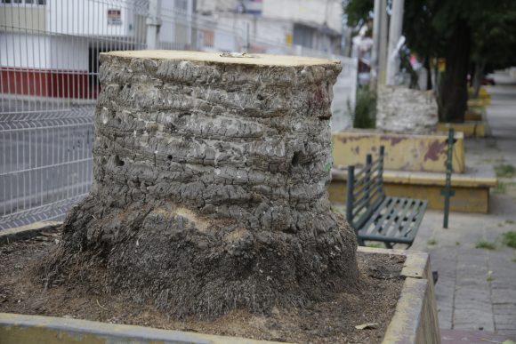 Ayuntamiento de Puebla sigue talando árboles en el centro