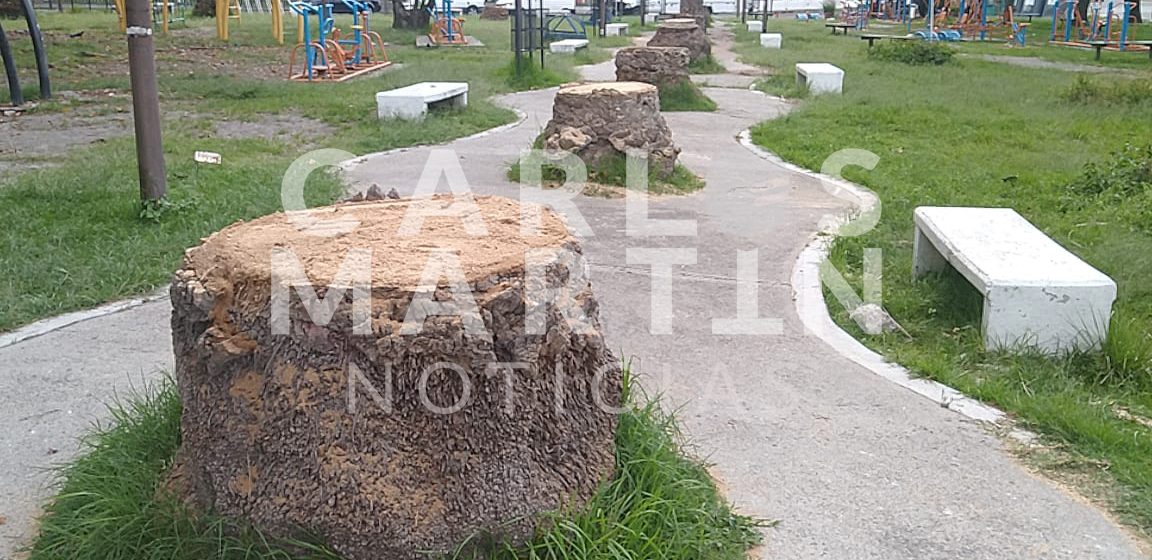 Tala Ayuntamiento de Puebla 15 palmeras en el parque de Analco y la Av. Juárez