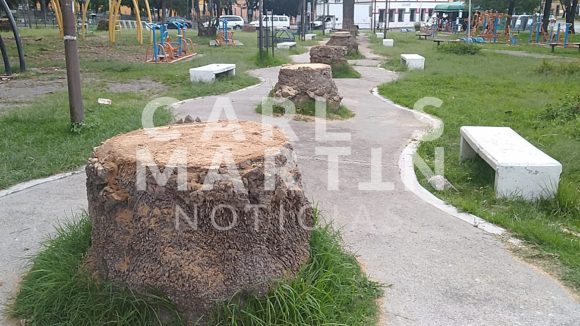 Tala Ayuntamiento de Puebla 15 palmeras en el parque de Analco y la Av. Juárez