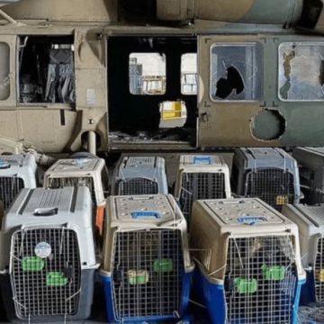Estados Unidos abandona perros en Afganistán
