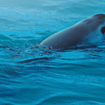 Trabajará México con ONGs para preservar hábitat de vaquita marina
