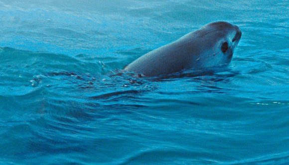 Trabajará México con ONGs para preservar hábitat de vaquita marina