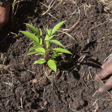 Ayuntamiento de Puebla y Empaques Carvajal siembran 200 árboles en el Parque Cerro de Amalucan