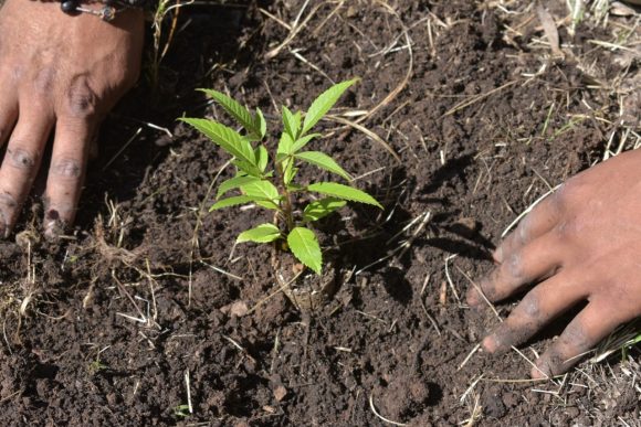 Ayuntamiento de Puebla y Empaques Carvajal siembran 200 árboles en el Parque Cerro de Amalucan