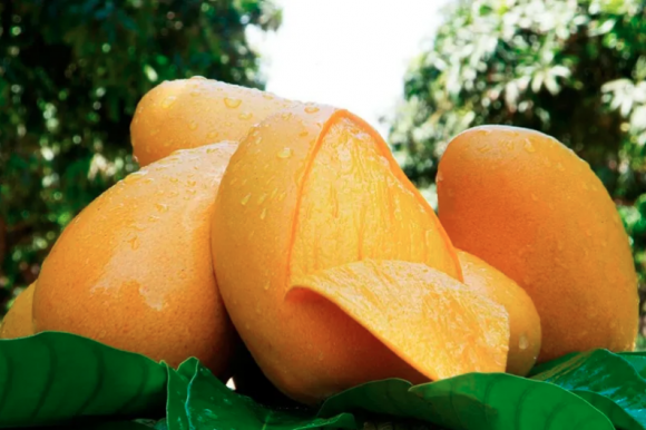 Mango Ataulfo una fruta 100% mexicana