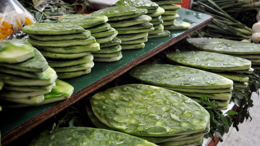 ¡El nopal al rescate del campo! Científicos de la UNAM crean fertilizante que acelera y mejora los cultivos 1 nopales