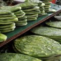 ¡El nopal al rescate del campo! Científicos de la UNAM crean fertilizante que acelera y mejora los cultivos