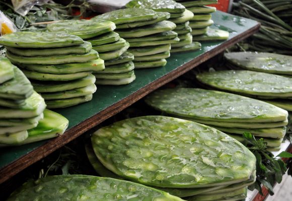 nopales ¡El nopal al rescate del campo! Científicos de la UNAM crean fertilizante que acelera y mejora los cultivos