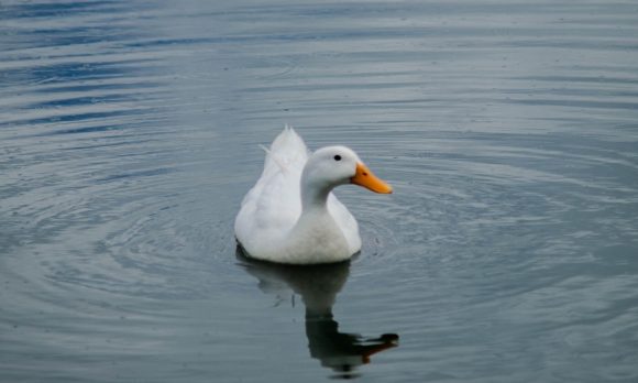 Ayuntamiento de Puebla realiza registro visual de aves en parques municipales