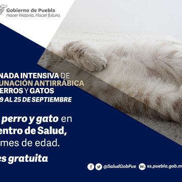 Puebla, libre de casos de rabia en humanos transmitida por perros: Salud