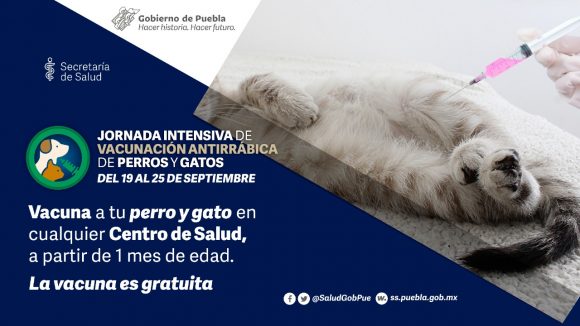 Puebla, libre de casos de rabia en humanos transmitida por perros: Salud