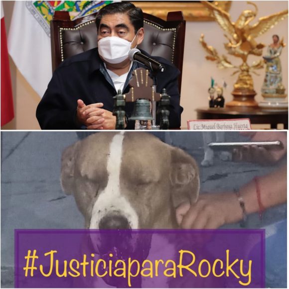 954116c2-ed59-43e1-8988-a065b0453270 Gobernador advierte que no quedará impune la muerte del perrito asesinado con un cohete