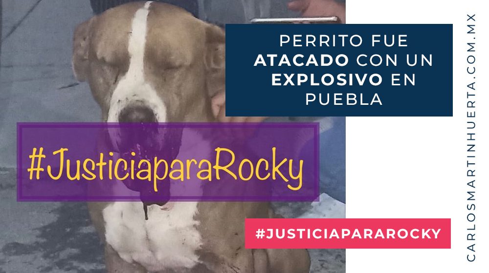 Justicia para Rocky, perrito que fue atacado con un explosivo en Puebla