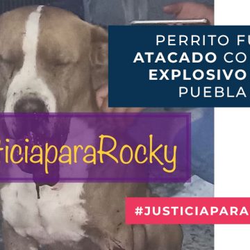 Justicia para Rocky, perrito que fue atacado con un explosivo en Puebla