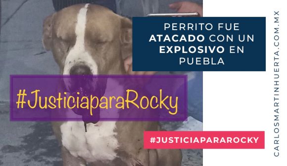 Rocky Justicia para Rocky, perrito que fue atacado con un explosivo en Puebla