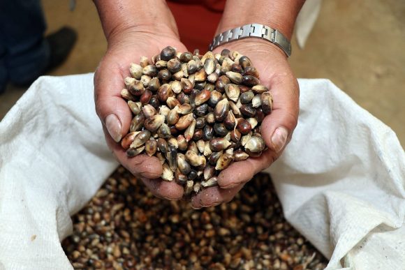 Mantiene Secretaría de Desarrollo Rural apoyos específicos para el maíz en Puebla
