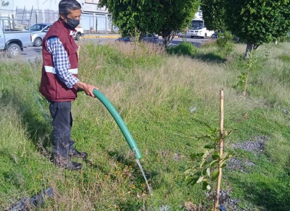 arboles Ayuntamiento de Puebla arboriza camellones con especies nativas