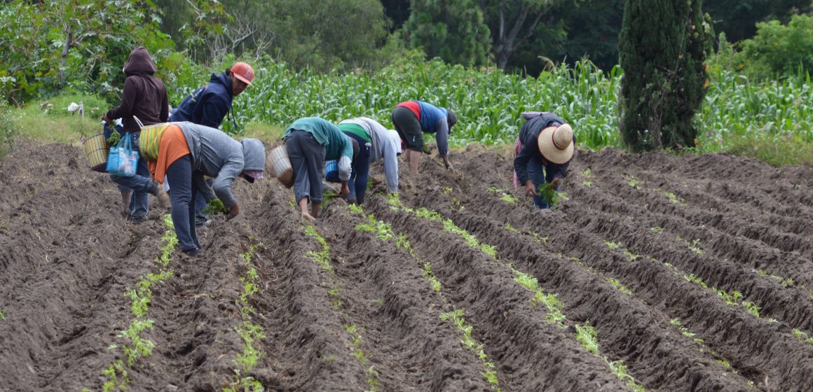 Puebla es líder agrícola en el centro del país: Gobierno