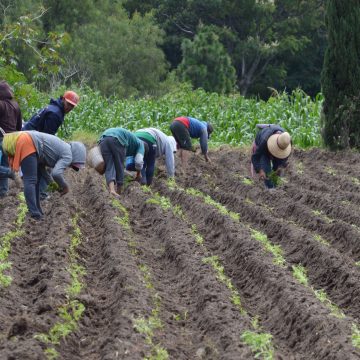 Puebla es líder agrícola en el centro del país: Gobierno