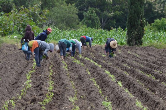 A diferencia del pasado, actualmente el campo poblano tiene ruta: MBH