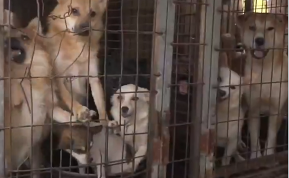 perros Corea del Sur