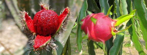 ¿Pitaya o pitahaya? Conoce las diferencias