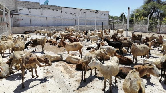 Arranca formalmente temporada del Mole de Caderas