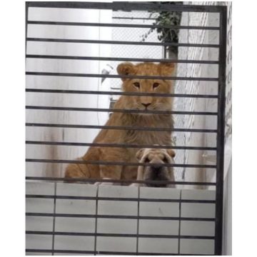 (VIDEO) Vecinos denuncian presencia de león y perro en casa abandonada; dueños aseguran que “están acostumbrados a convivir”
