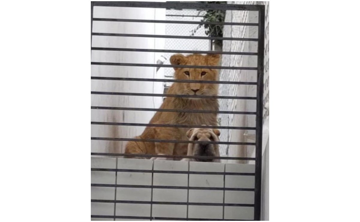 (VIDEO) Vecinos denuncian presencia de león y perro en casa abandonada; dueños aseguran que “están acostumbrados a convivir”