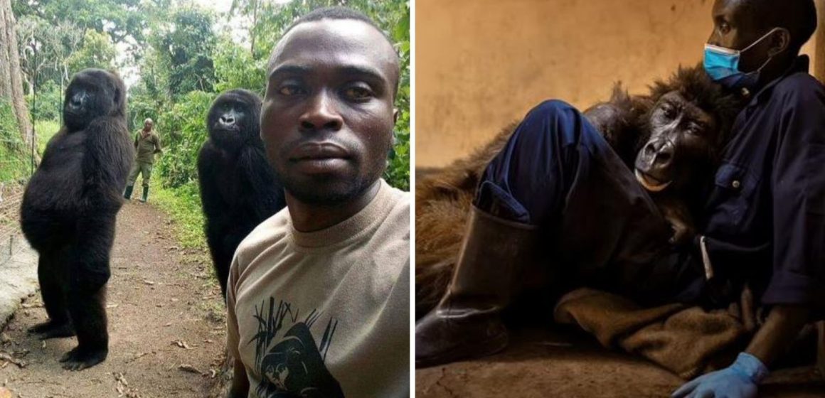 Muere gorila que se volvió viral por ‘selfie’ con guardaparques
