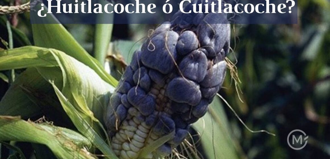 Huitlacoche la trufa mexicana