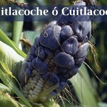 Huitlacoche la trufa mexicana