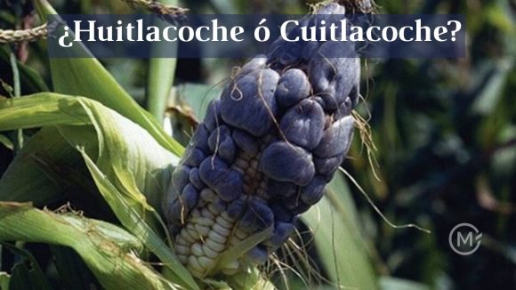 Huitlacoche la trufa mexicana