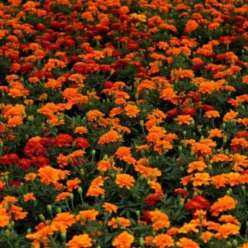Puebla principal productor nacional de flor de Cempasúchil