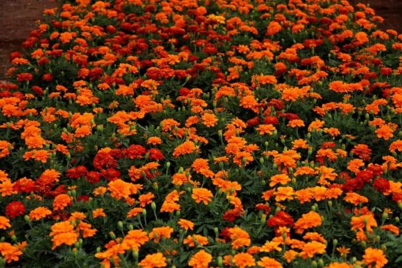 c3d1cc6f-78fa-48d5-bd55-ed20247863a5 Puebla principal productor nacional de flor de Cempasúchil