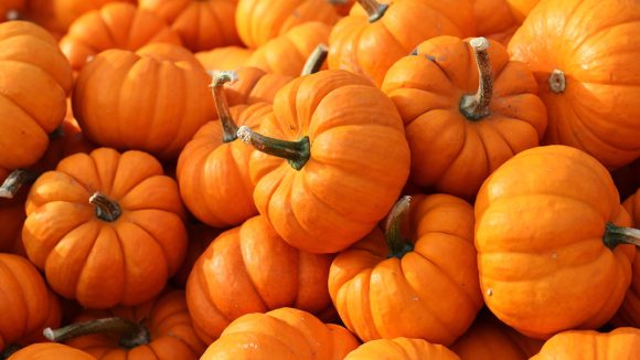 Octubre mes de calabazas