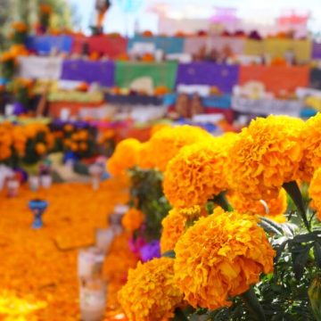 Cempasúchil, la flor que simboliza el Día de Muertos