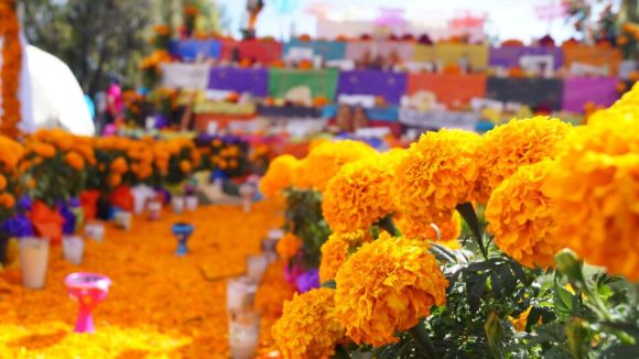 Cempasúchil, la flor que simboliza el Día de Muertos