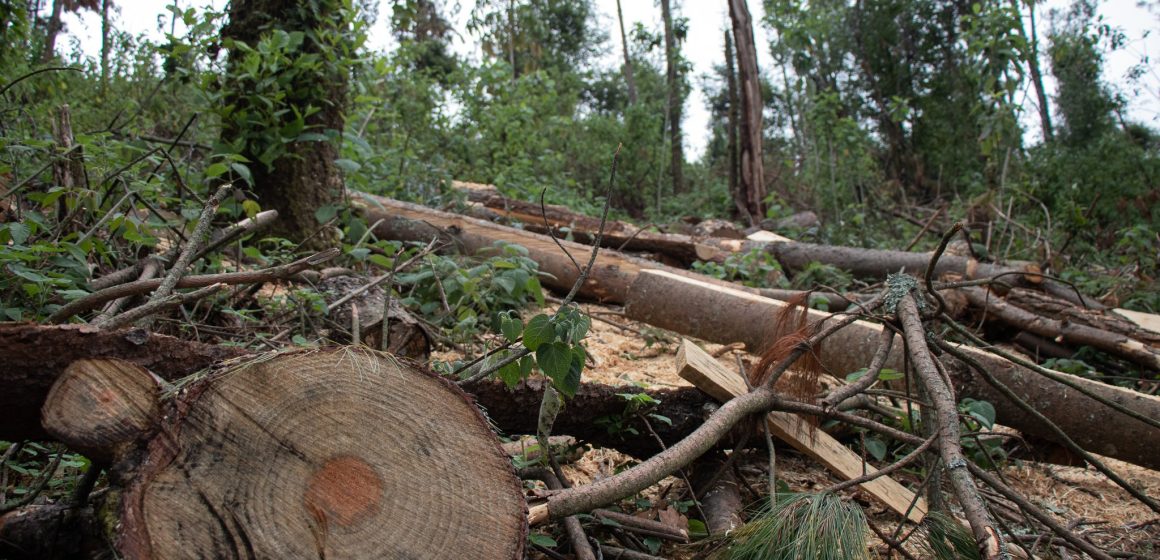 Narco controla tala ilegal de bosques en Nayarit, Jalisco, Colima y Jalisco