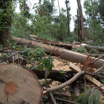 Narco controla tala ilegal de bosques en Nayarit, Jalisco, Colima y Jalisco