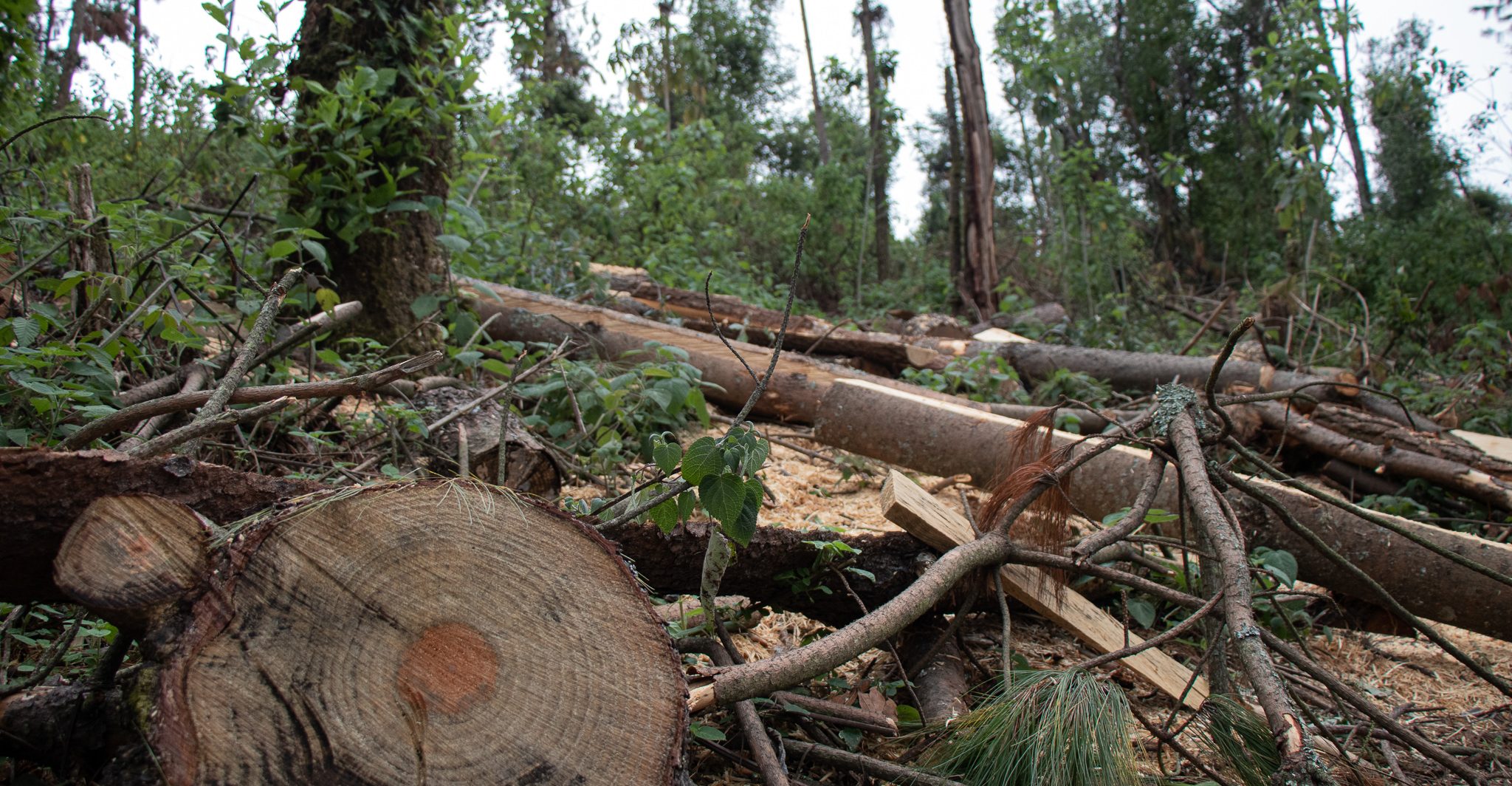 Narco controla tala ilegal de bosques en Nayarit, Jalisco, Colima y Jalisco  - Carlos Martin Huerta